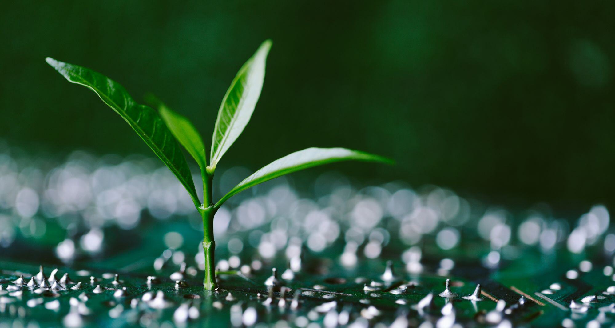 Une pousse de plante verte - garantie d'origine